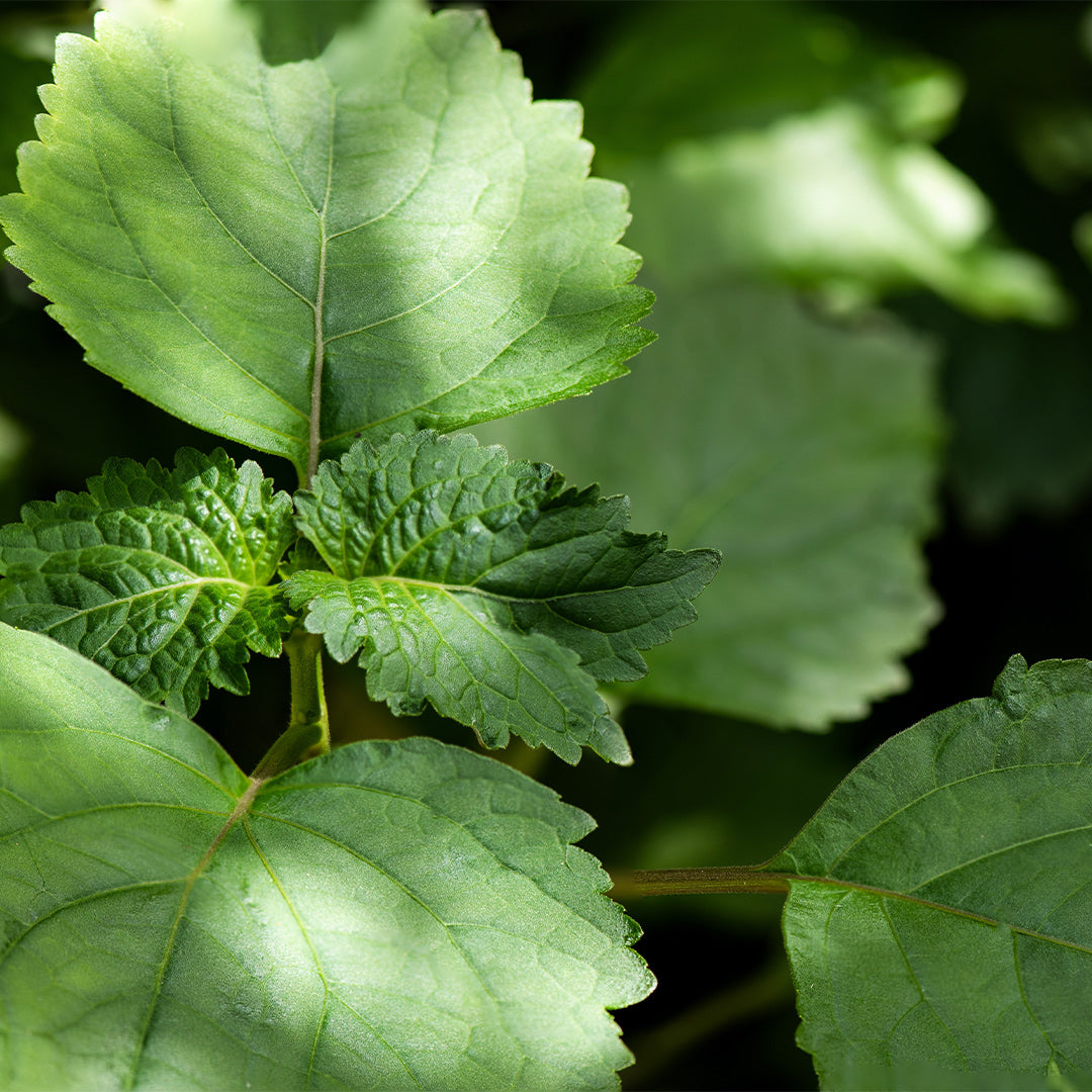 Nr. 147/3147M Dark Nectar-Herrenparfüm - Insp. by. Bottled Absolut - Hugo Boss
