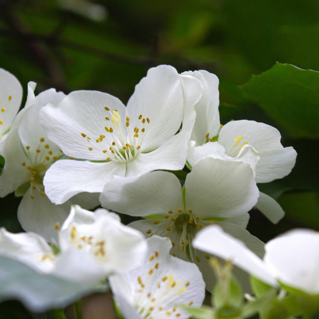 Nr. 3163/163 Blooming Skin - Damenparfüm - Insp. by. Miu Miu - Miutine