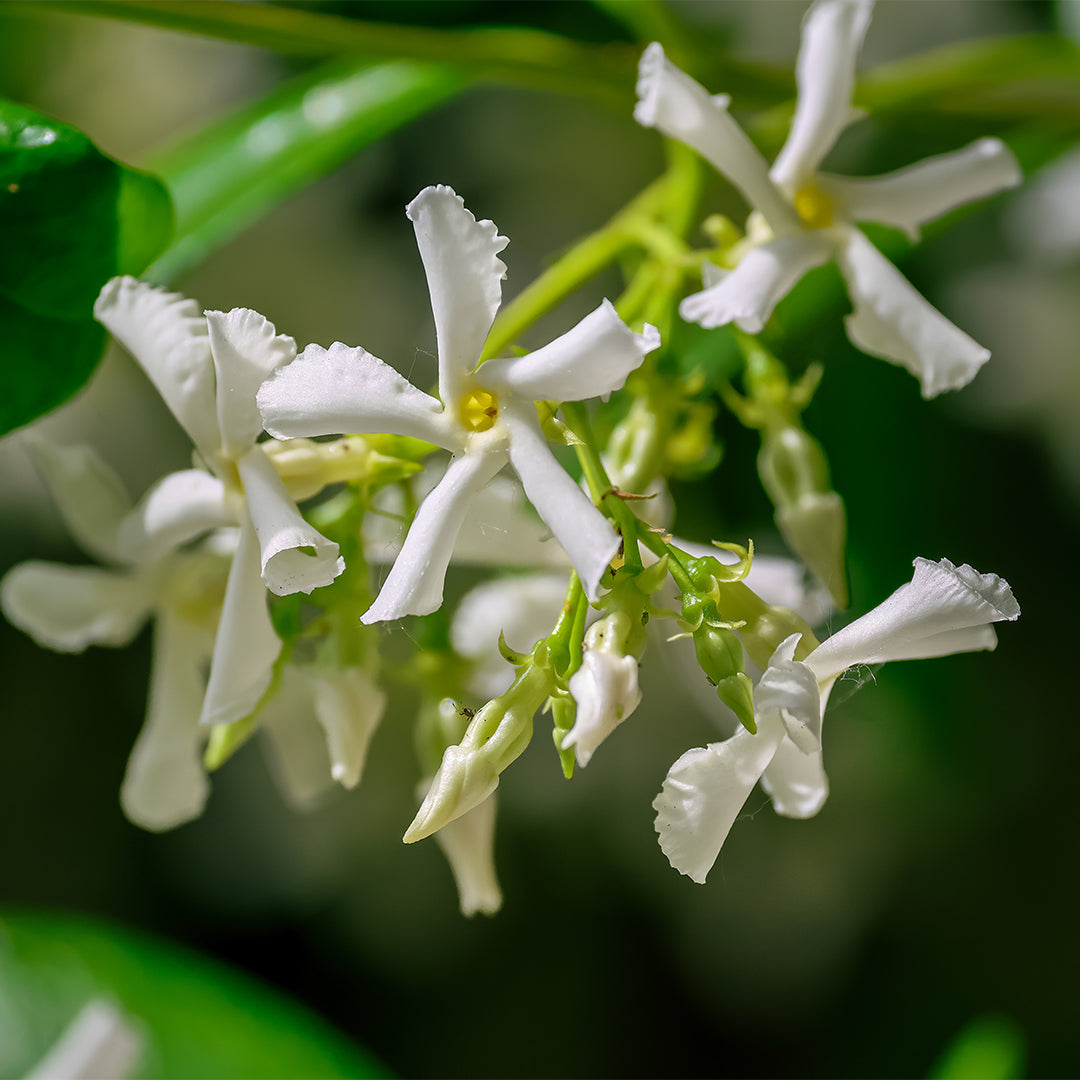 Nr. 161W/3161W Eternal Love For Her - Damenparfüm - Insp. by. Valentino - Donna Born In Roma Intense