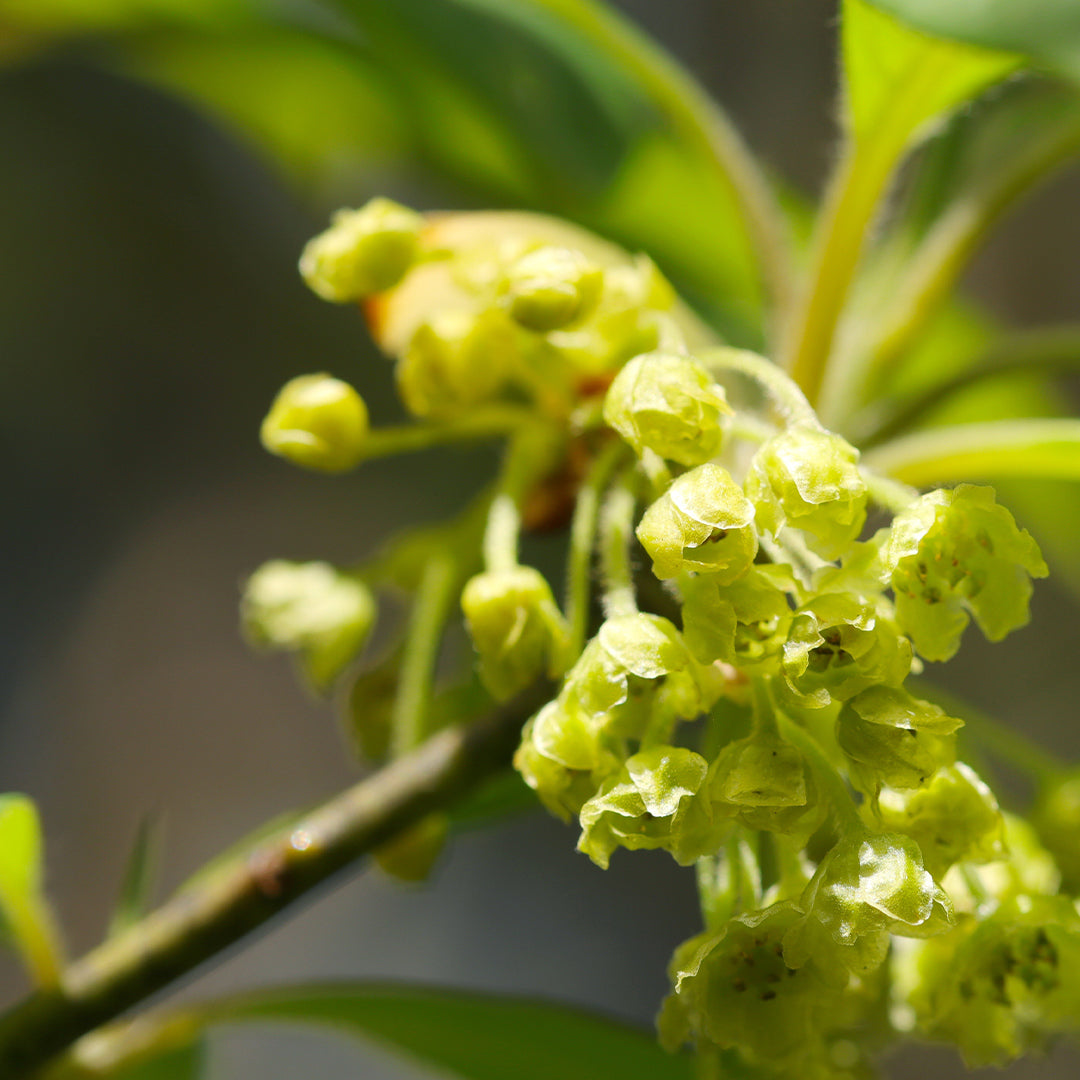 Nr. 161W/3161W Eternal Love For Her - Damenparfüm - Insp. by. Valentino - Donna Born In Roma Intense