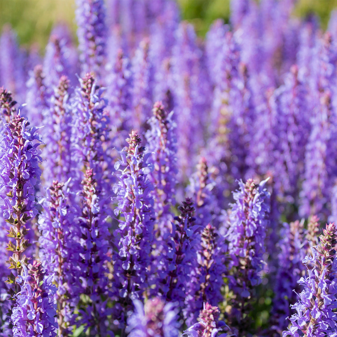 Nr. 162M/3162M Eternal Love for Him-Damenparfüm Insp. by. Valentino - Uomo Born In Roma Intense